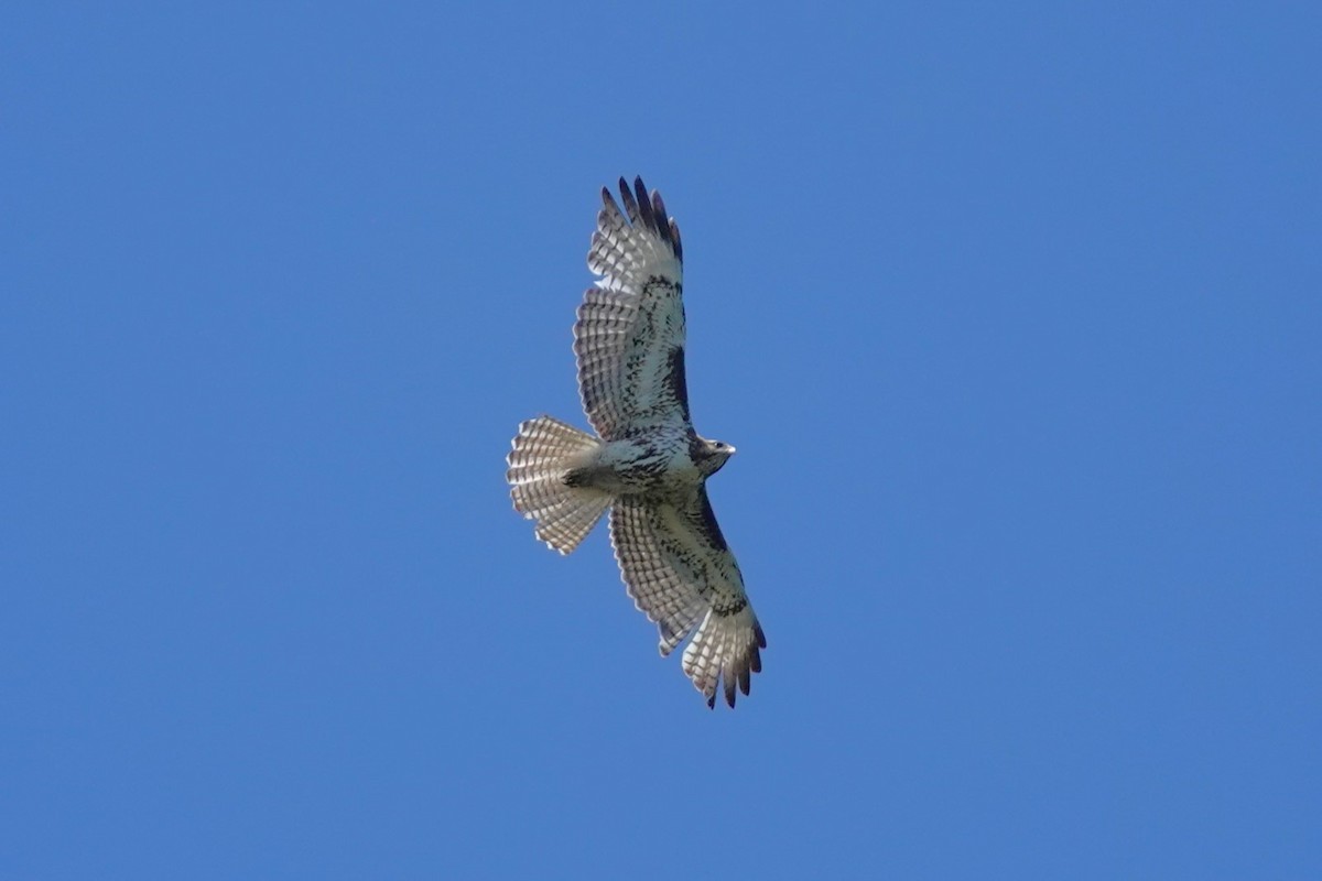 Red-tailed Hawk - ML618845907