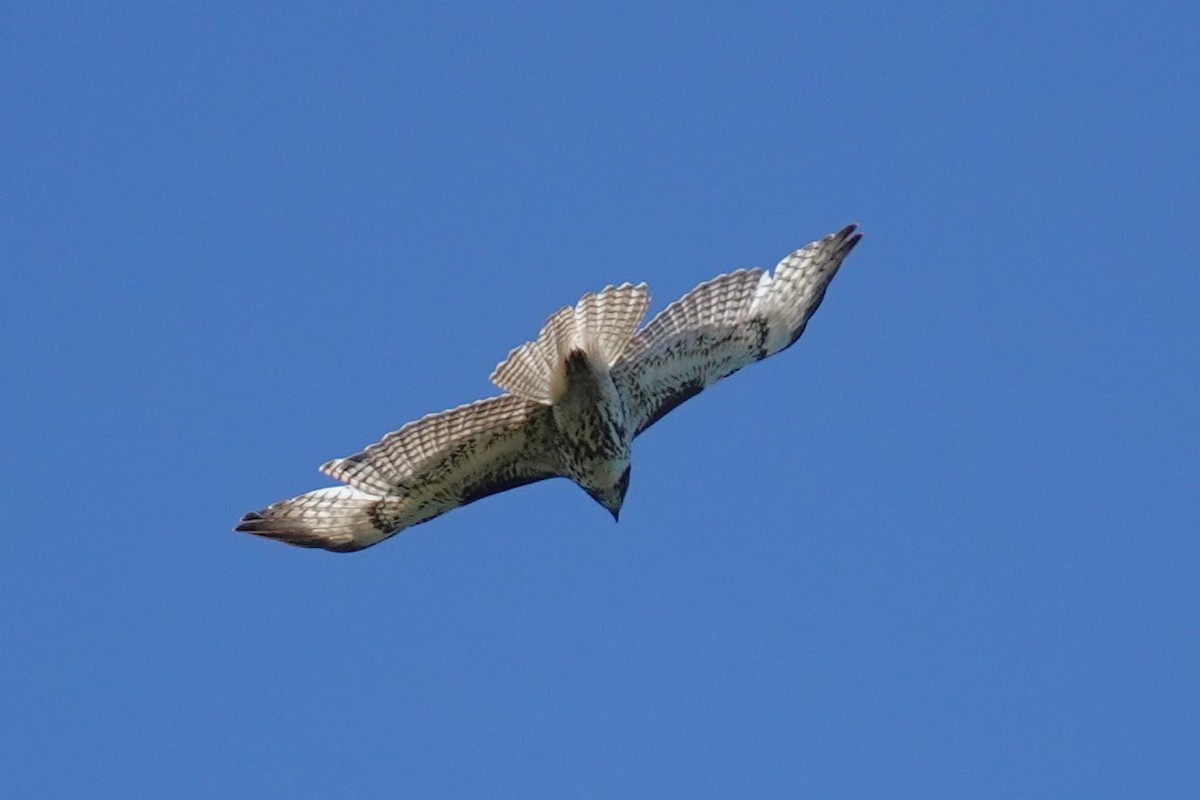 Red-tailed Hawk - ML618845908