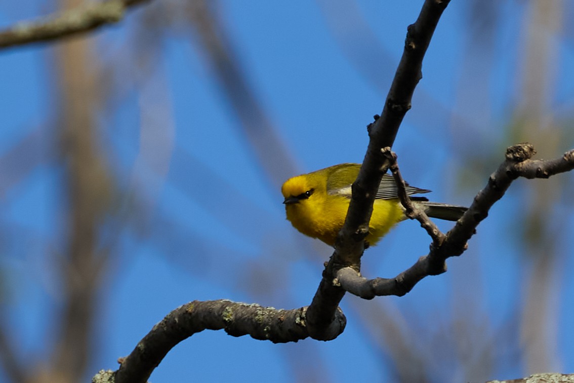 Blue-winged Warbler - David Bird