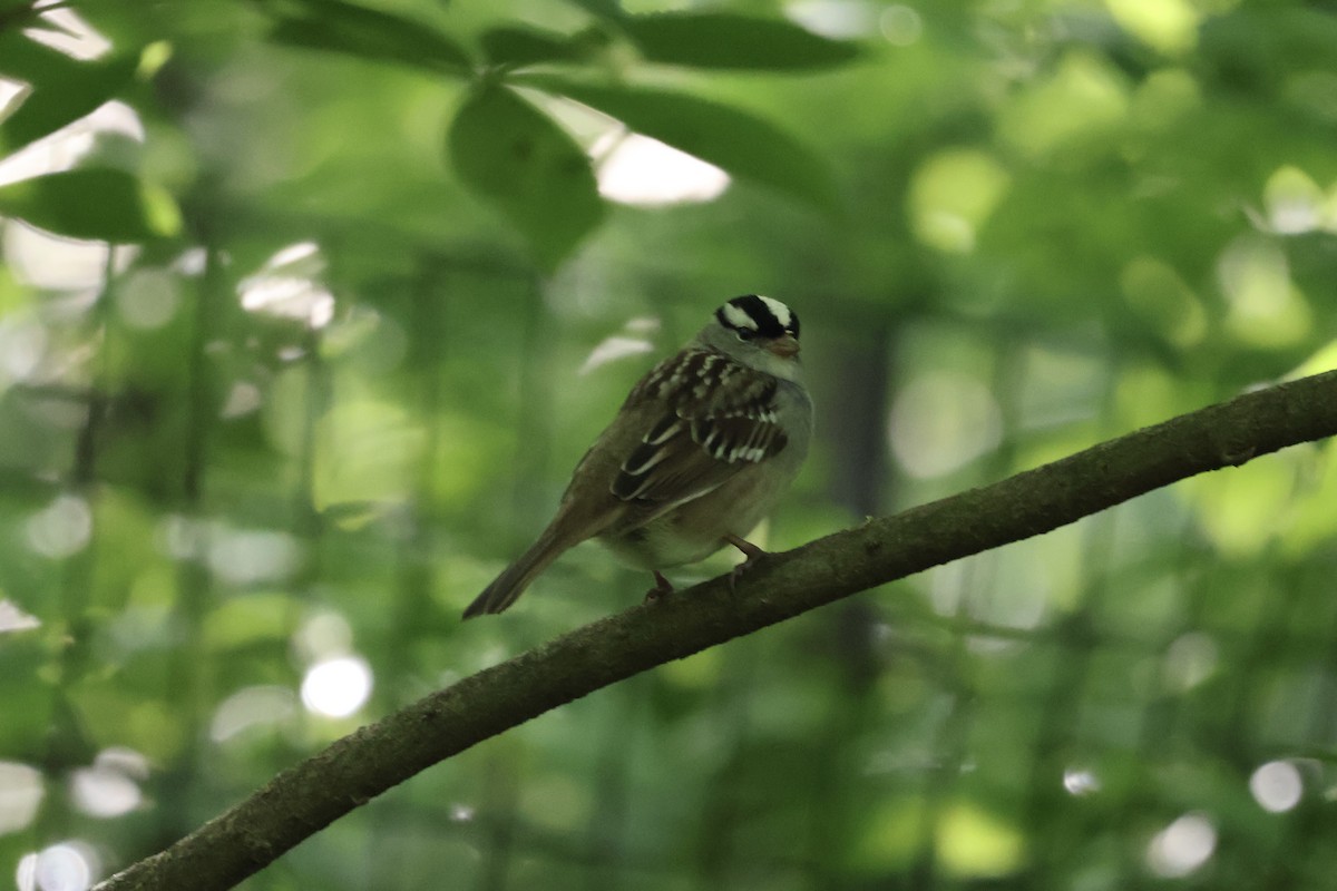 White-crowned Sparrow - Forrest Wickman