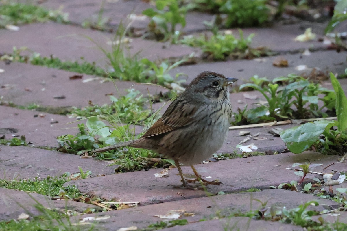 Lincoln's Sparrow - Forrest Wickman