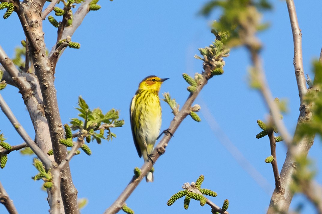 Cape May Warbler - ML618845953