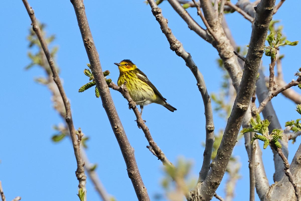 Cape May Warbler - ML618845954