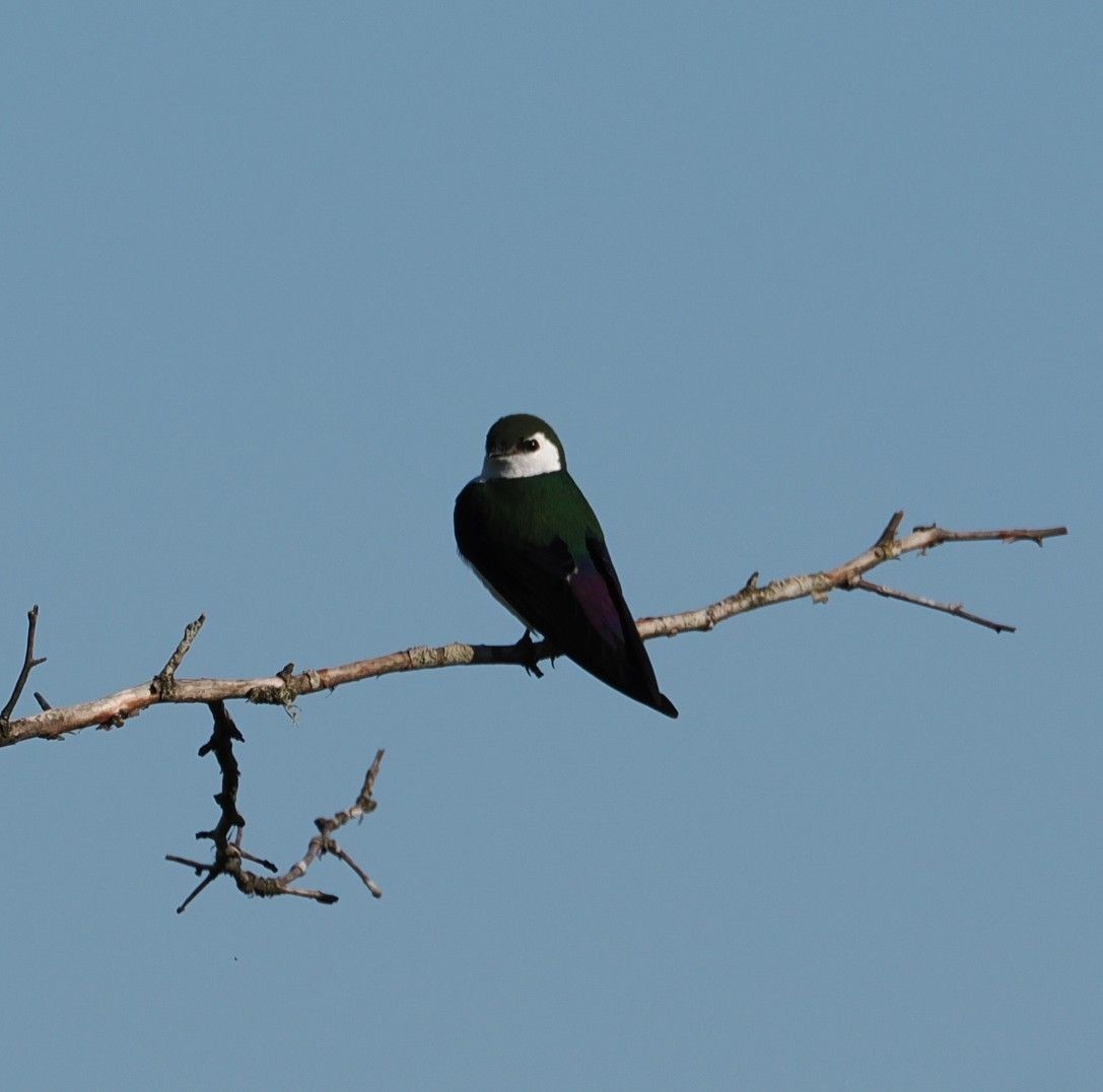 Violet-green Swallow - ML618845970