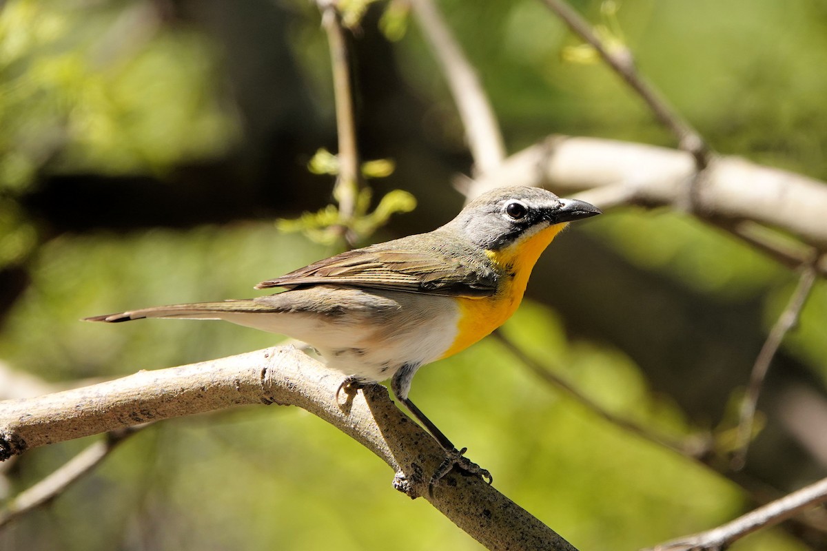Yellow-breasted Chat - ML618845987