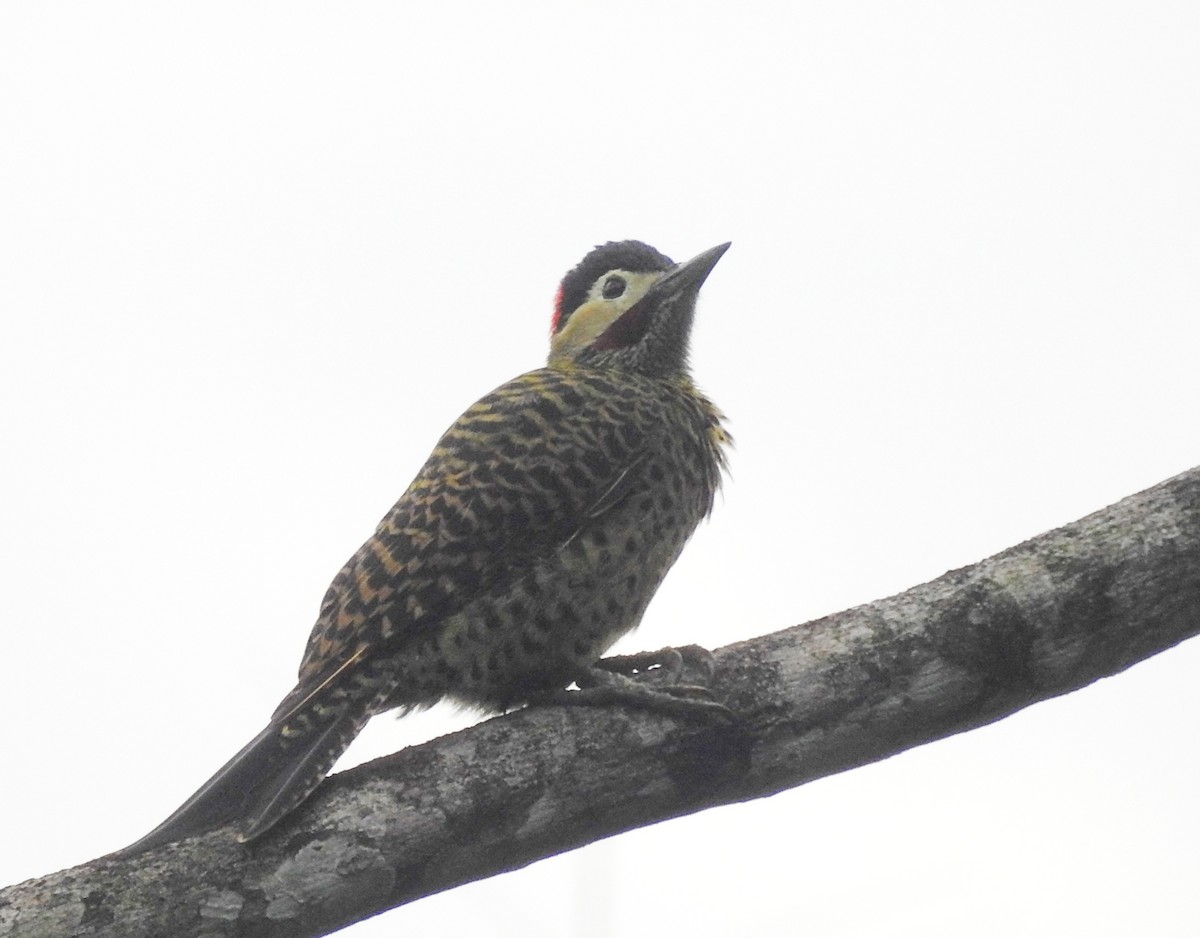 Green-barred Woodpecker - Marcelo Schmidt Roberti