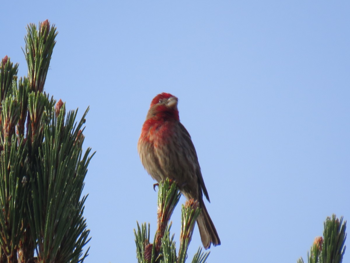 House Finch (Common) - ML618846050