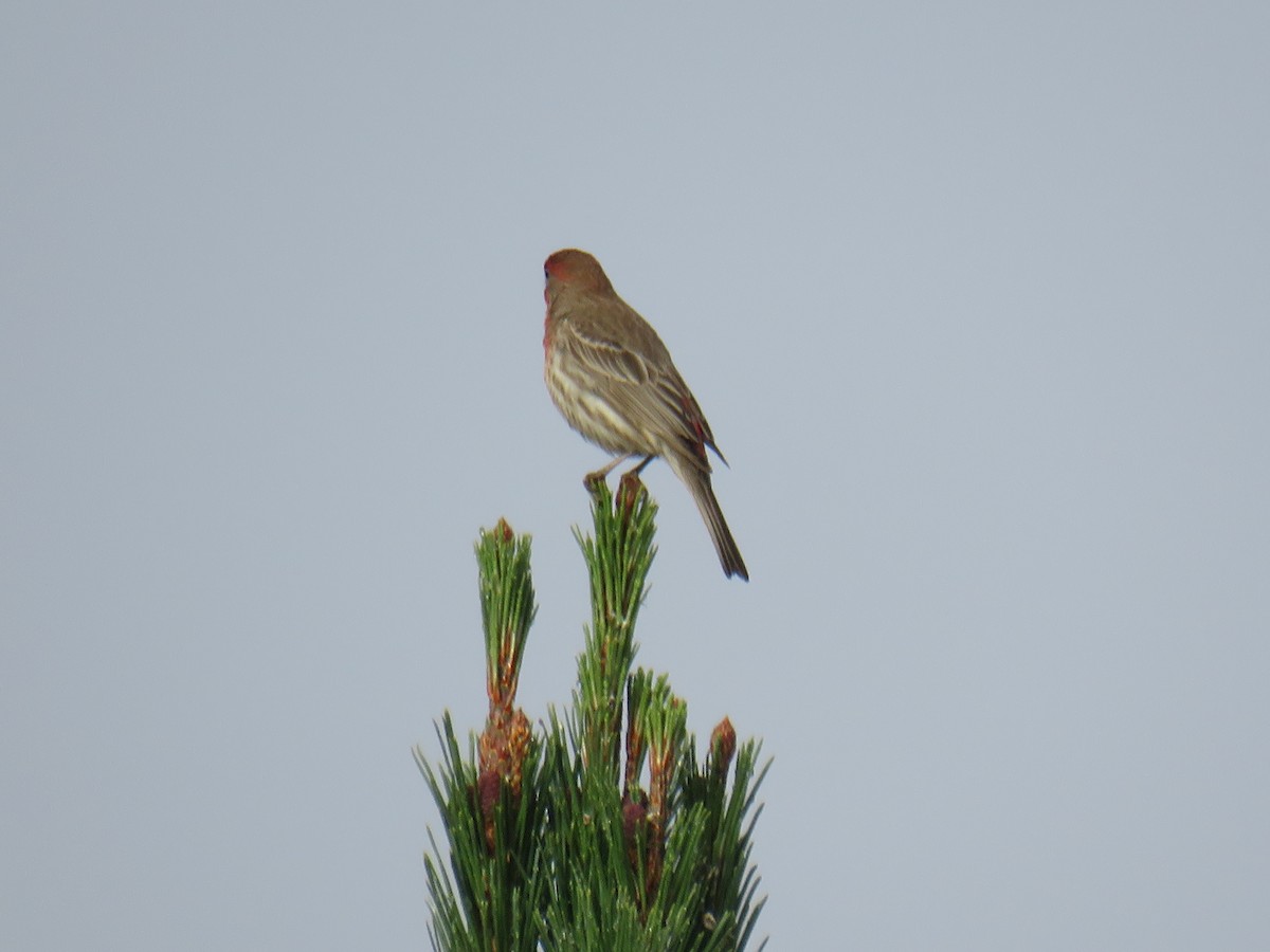 House Finch (Common) - Jeanne Roberts