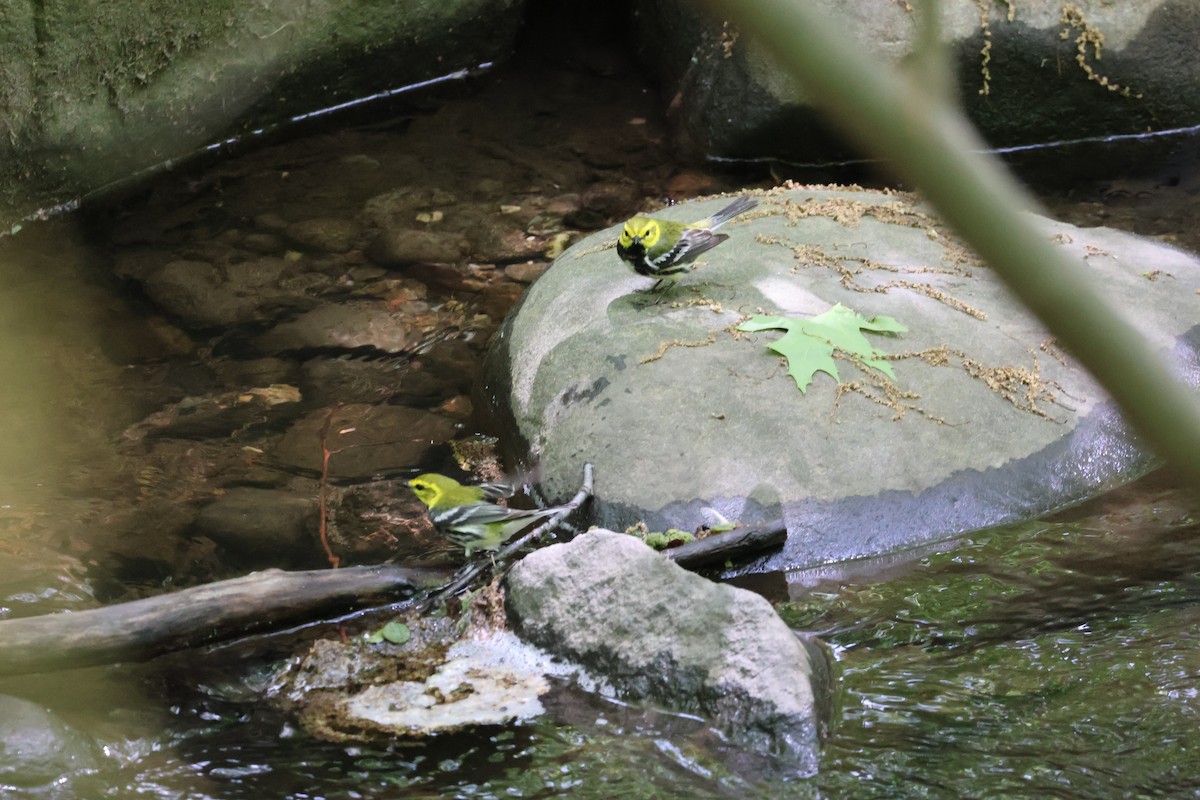 Black-throated Green Warbler - Forrest Wickman