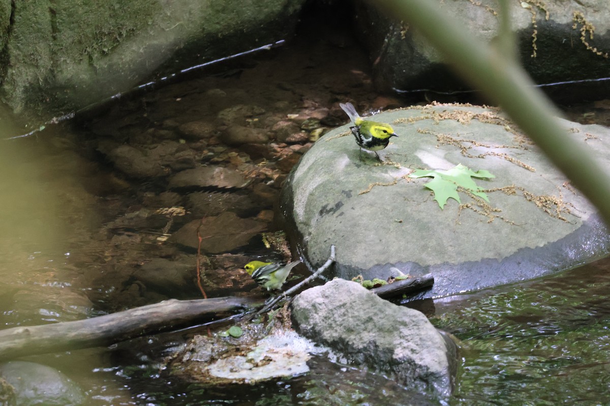 Black-throated Green Warbler - Forrest Wickman
