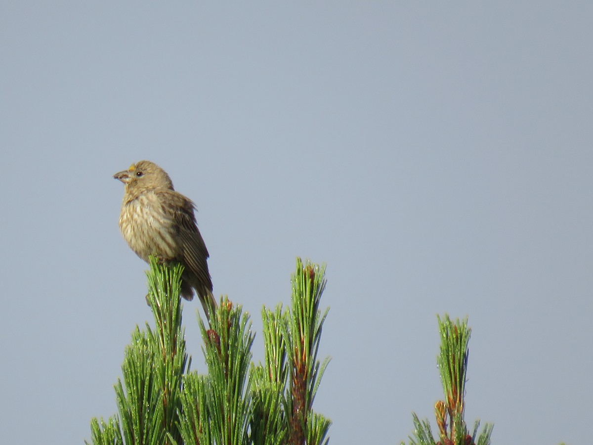 House Finch (Common) - ML618846129