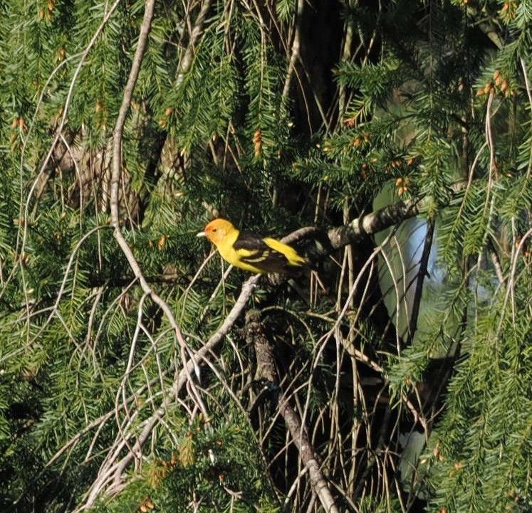 Western Tanager - ML618846148