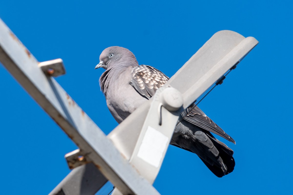 Spot-winged Pigeon - ML618846183