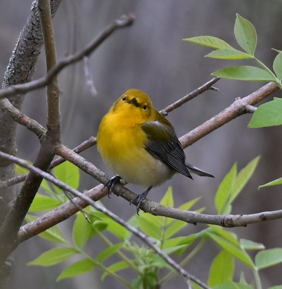 Prothonotary Warbler - ML618846202