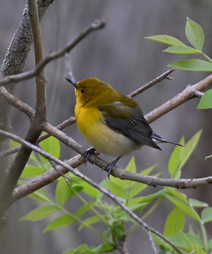 Prothonotary Warbler - ML618846203