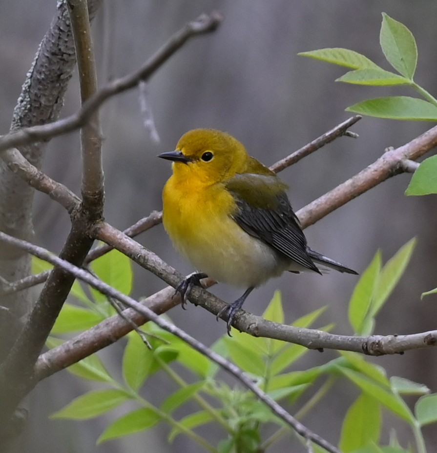 Prothonotary Warbler - ML618846204