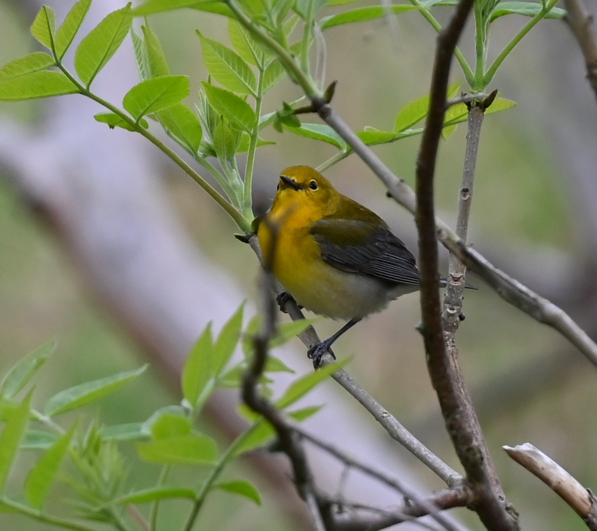Prothonotary Warbler - ML618846205