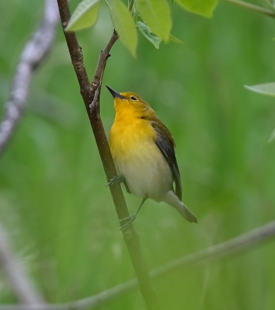 Prothonotary Warbler - ML618846206
