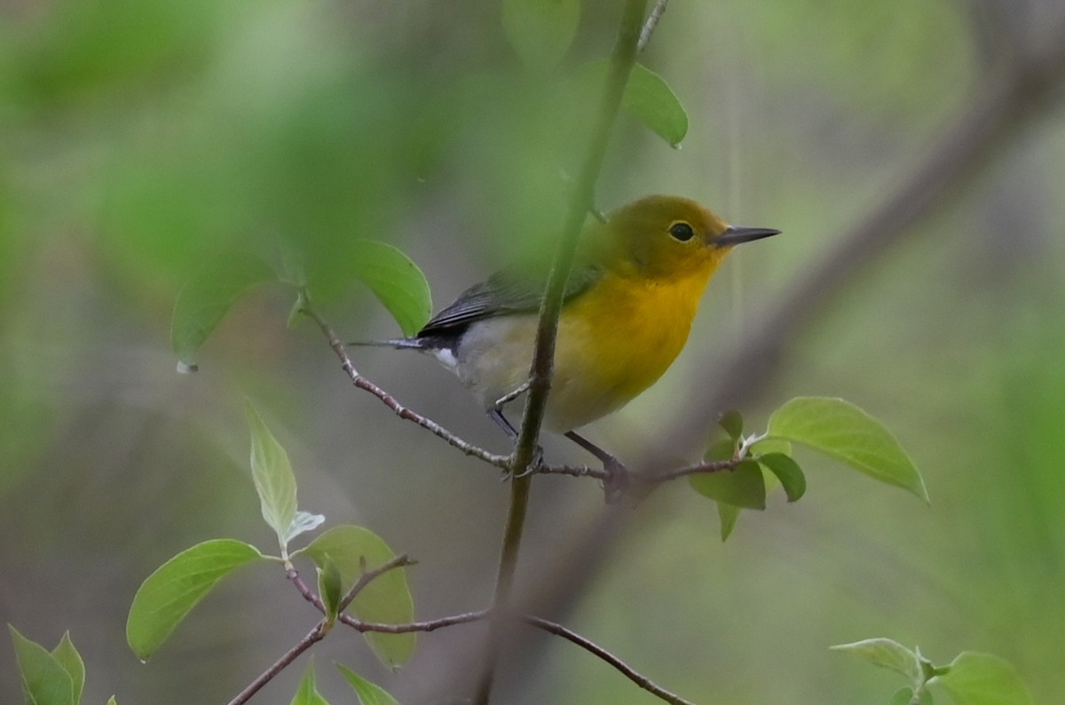 Prothonotary Warbler - ML618846207