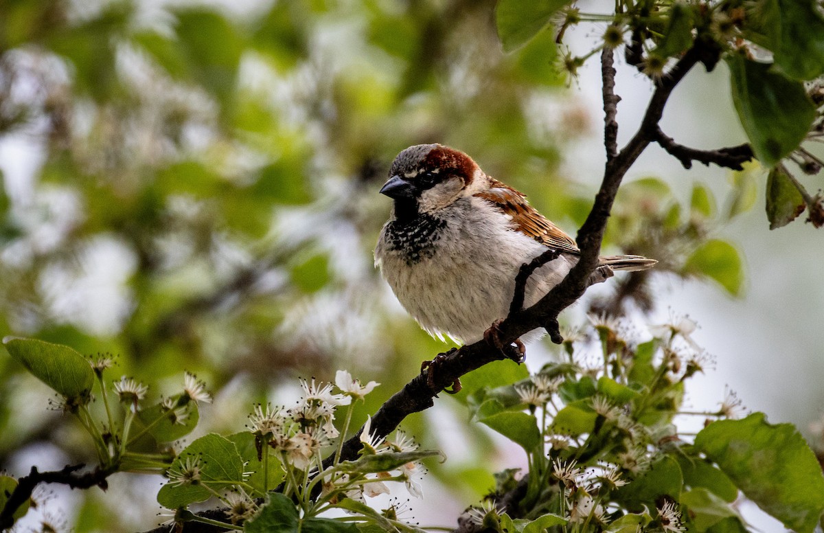 House Sparrow - Tristan Ness