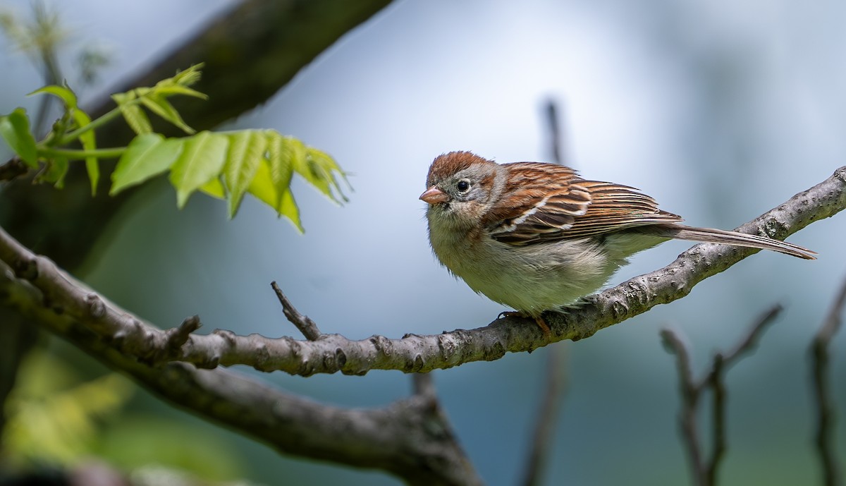 Field Sparrow - ML618846238