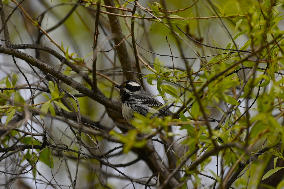 Black-throated Gray Warbler - ML618846240