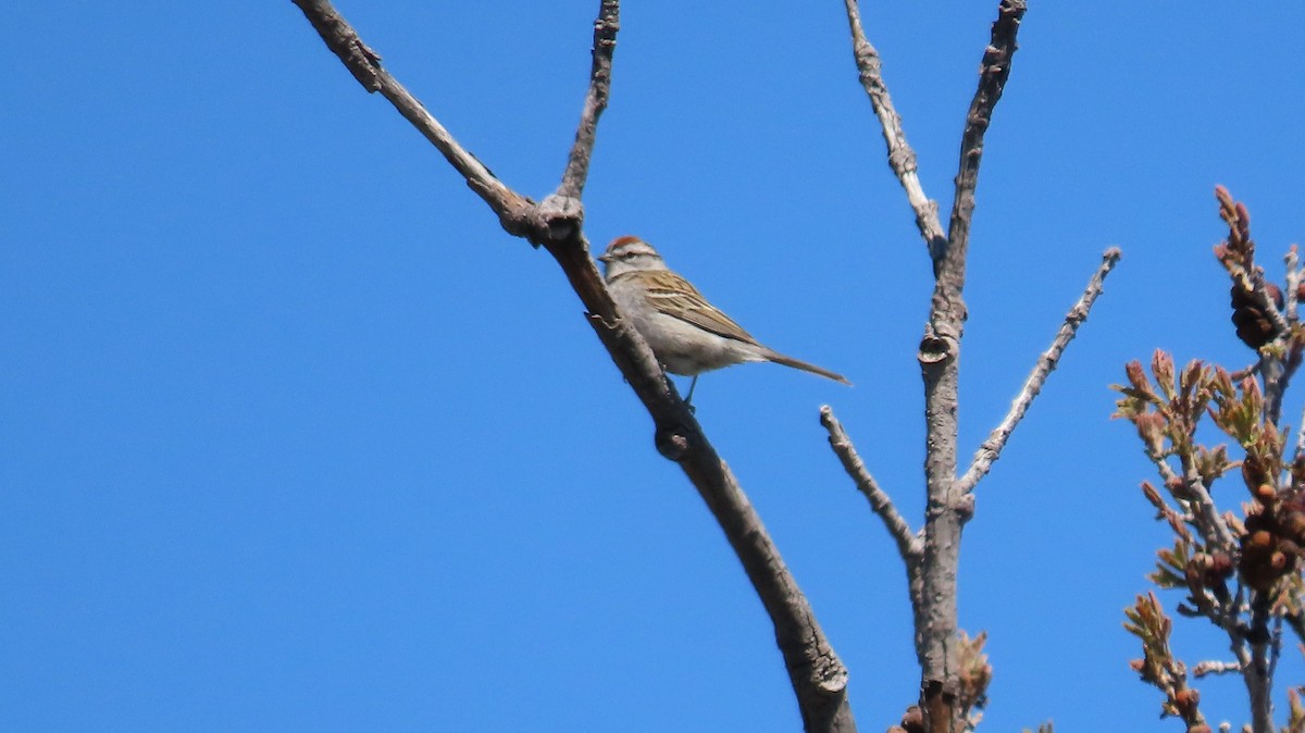 Chipping Sparrow - ML618846248