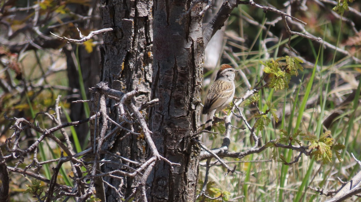 Chipping Sparrow - Anne (Webster) Leight