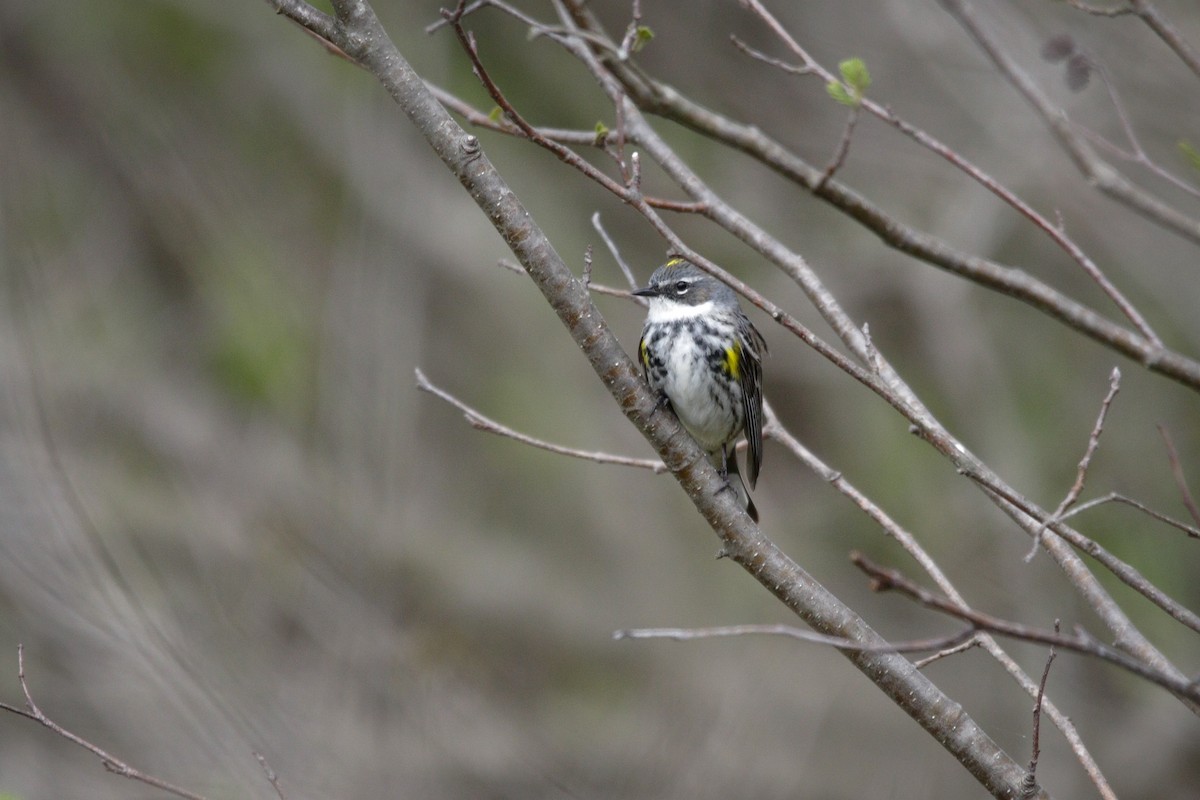 Yellow-rumped Warbler - Catherine Holland
