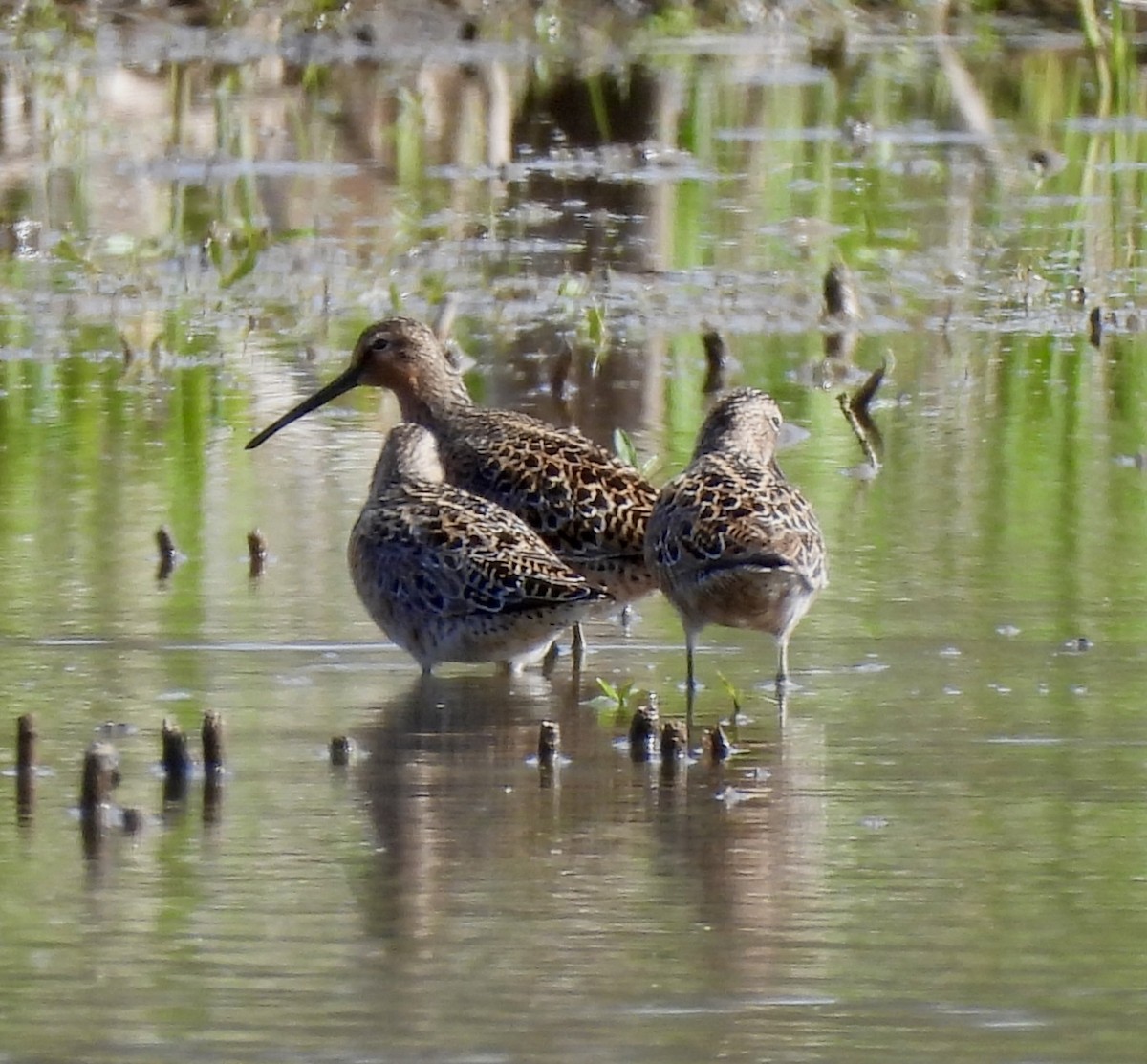 Long-billed Dowitcher - ML618846274