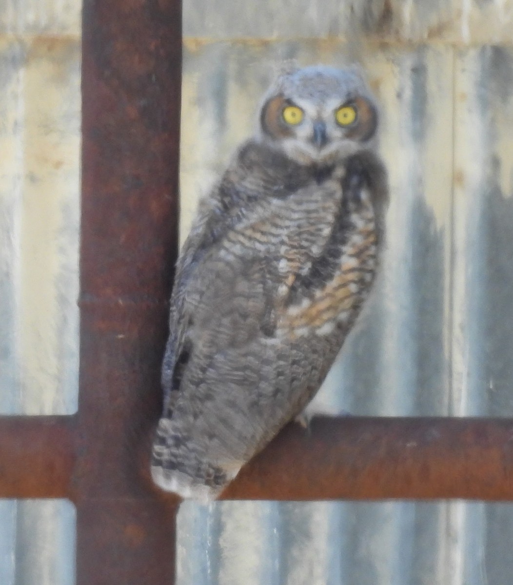 Great Horned Owl - ML618846286