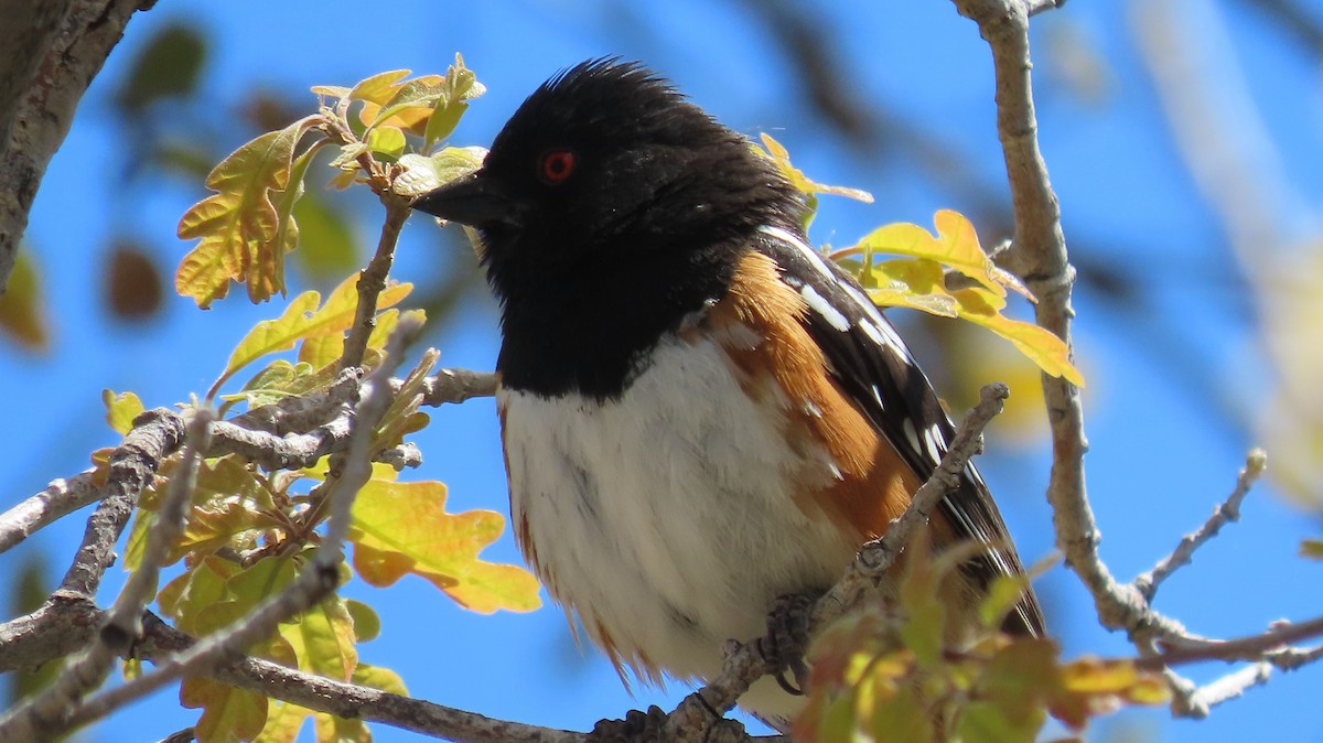 Spotted Towhee - ML618846297