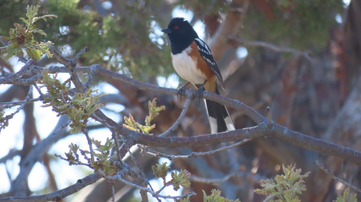 Spotted Towhee - ML618846298