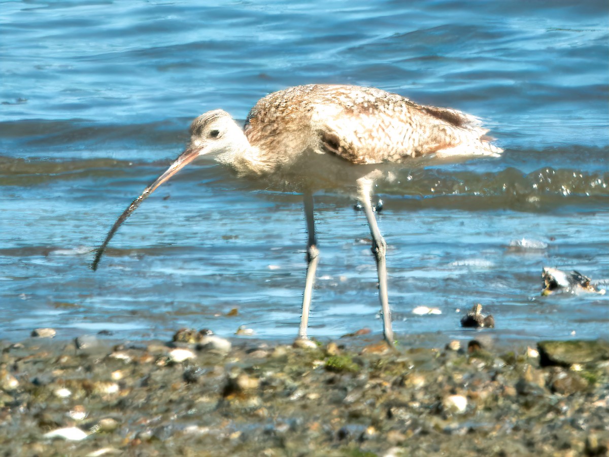 Long-billed Curlew - ML618846416