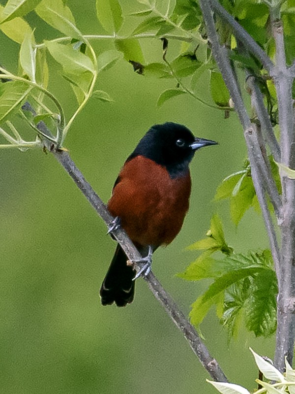 Orchard Oriole - ML618846423