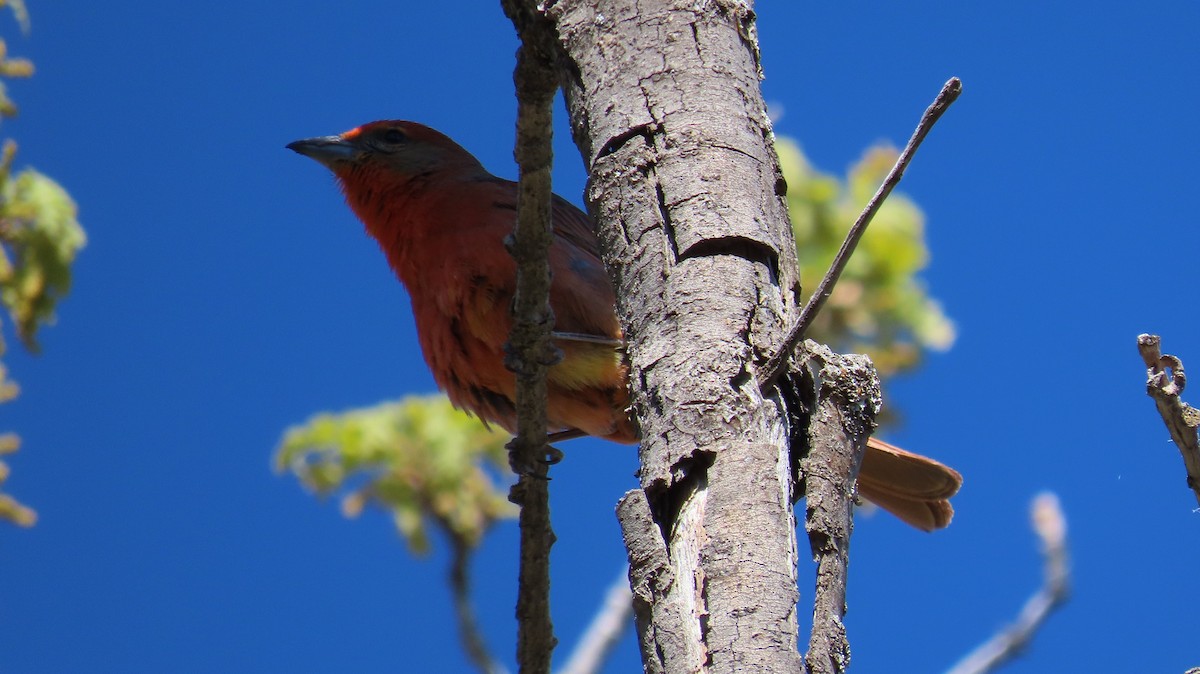 Hepatic Tanager - Anne (Webster) Leight