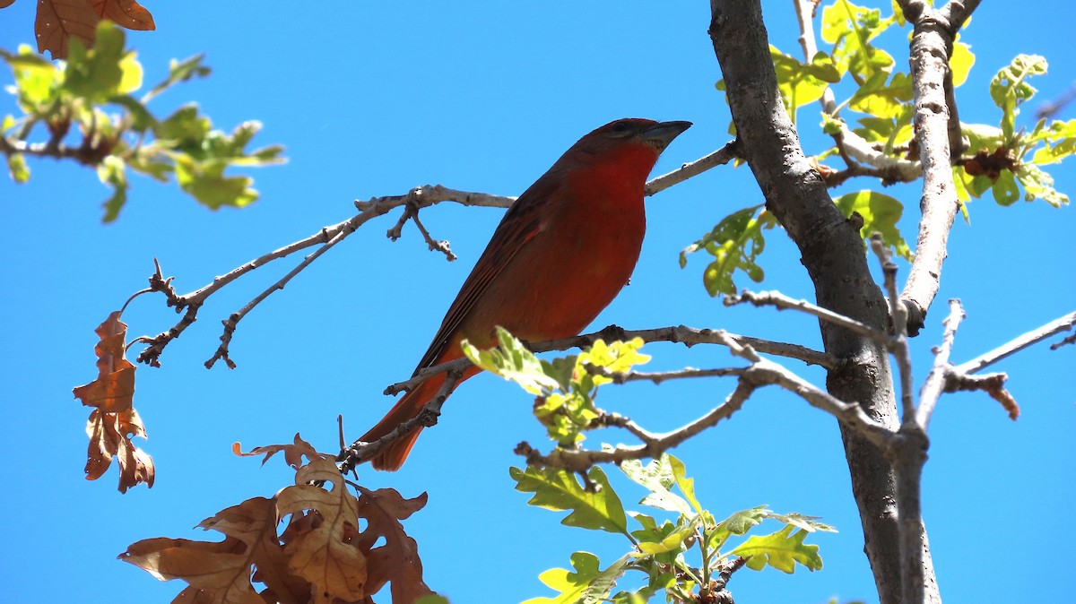 Hepatic Tanager - Anne (Webster) Leight