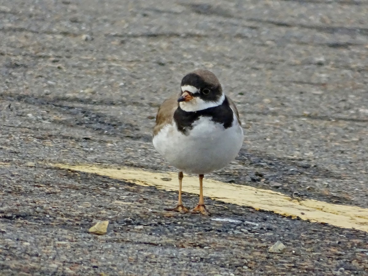 Semipalmated Plover - ML618846439