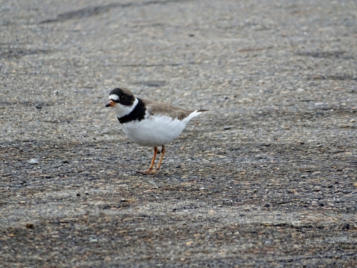 Semipalmated Plover - Rich  Rehrig