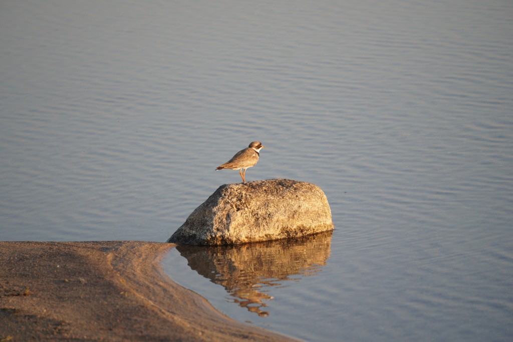 Semipalmated Plover - ML618846465