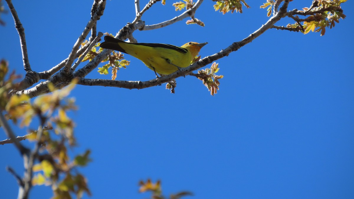 Western Tanager - ML618846468