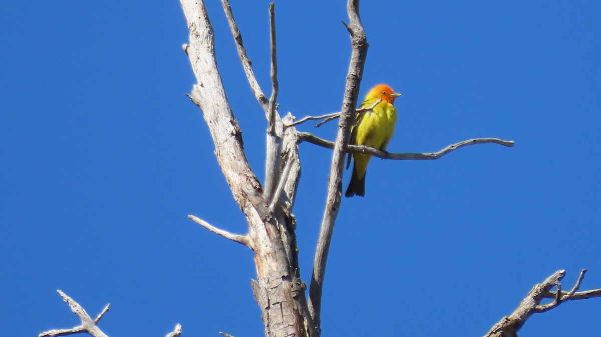 Western Tanager - ML618846469