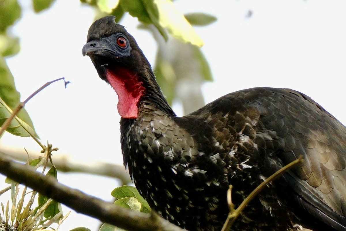 Crested Guan - ML618846491