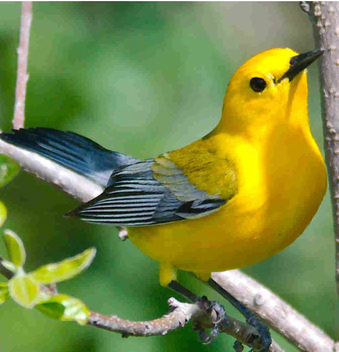 Prothonotary Warbler - ML618846504