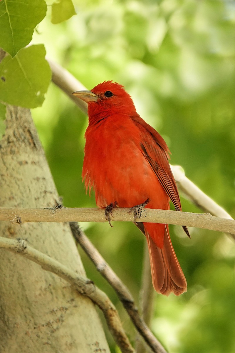 Summer Tanager - Sue Foster