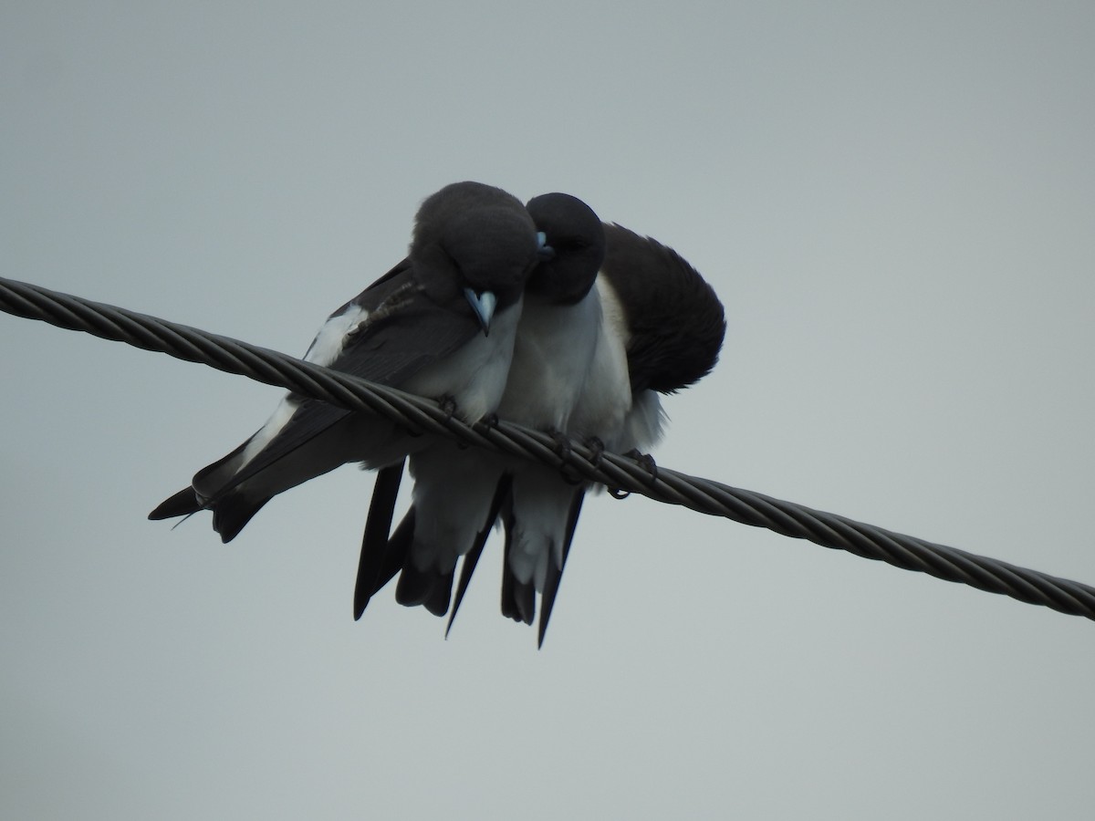 White-breasted Woodswallow - ML618846623