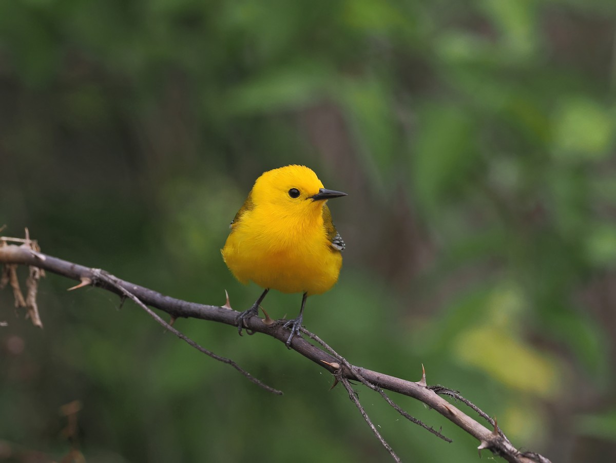 Prothonotary Warbler - Sam Woods