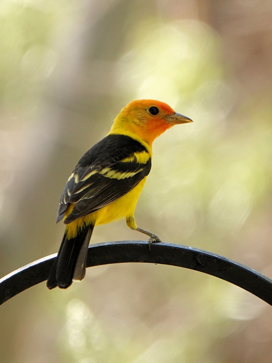 Western Tanager - ML618846654