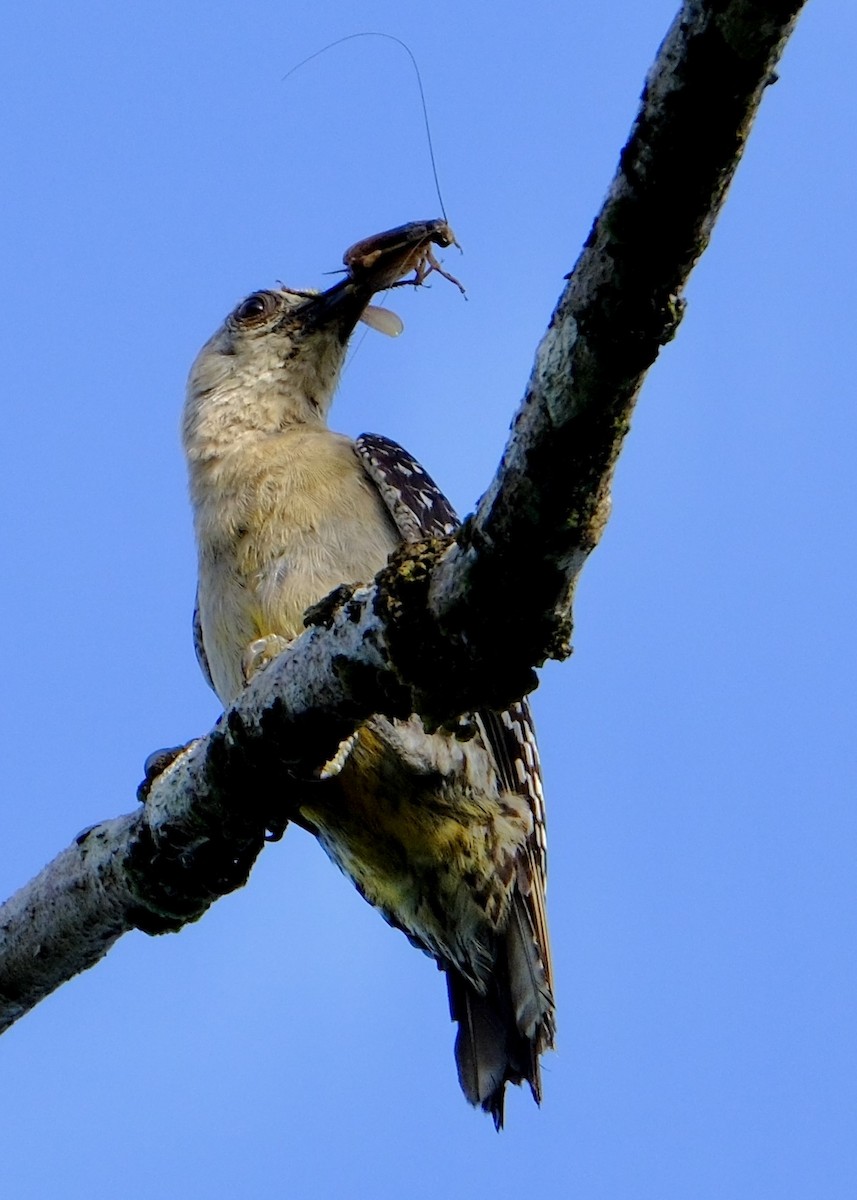 Hoffmann's Woodpecker - ML618846655