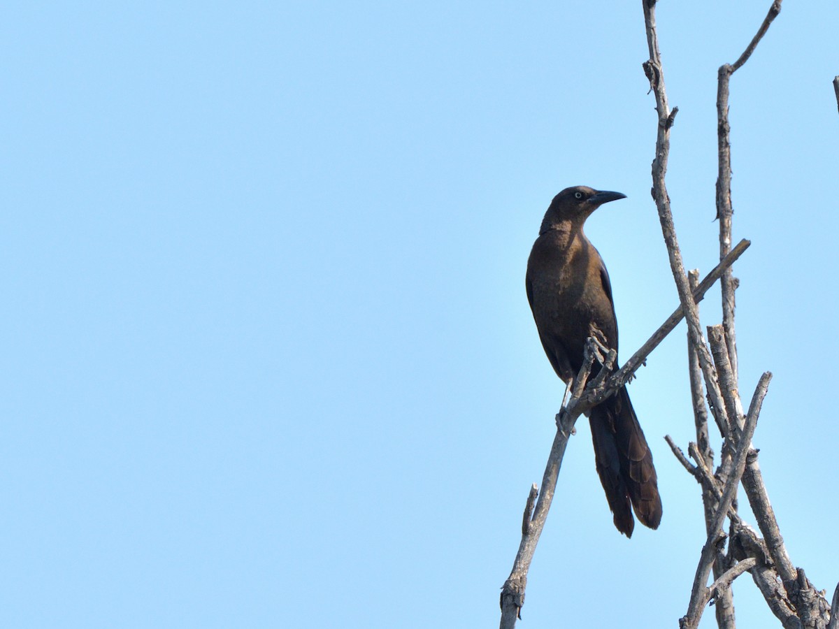 Great-tailed Grackle (Great-tailed) - ML618846668